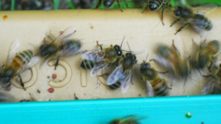 Abeilles sentinelles